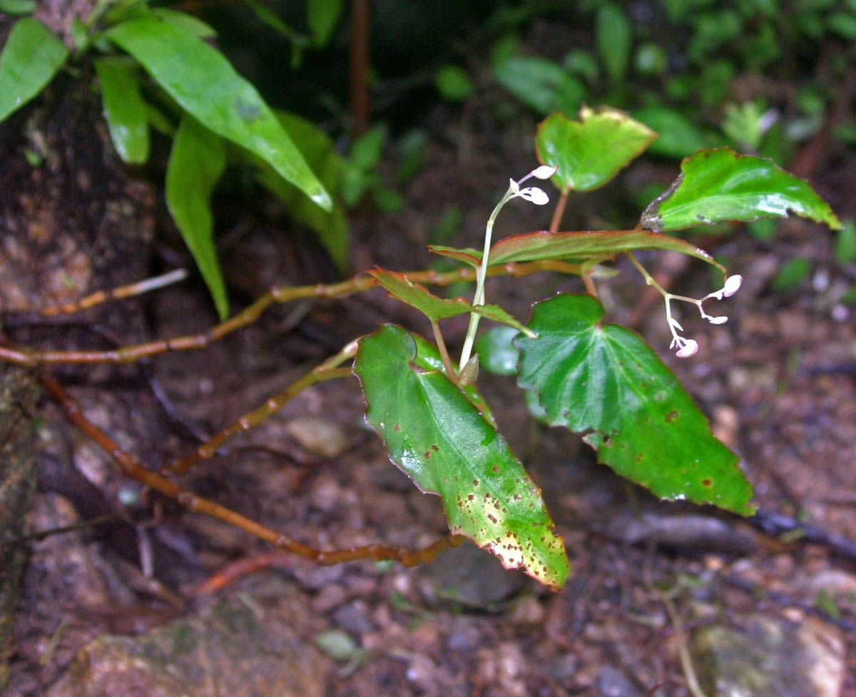 B. merrittii